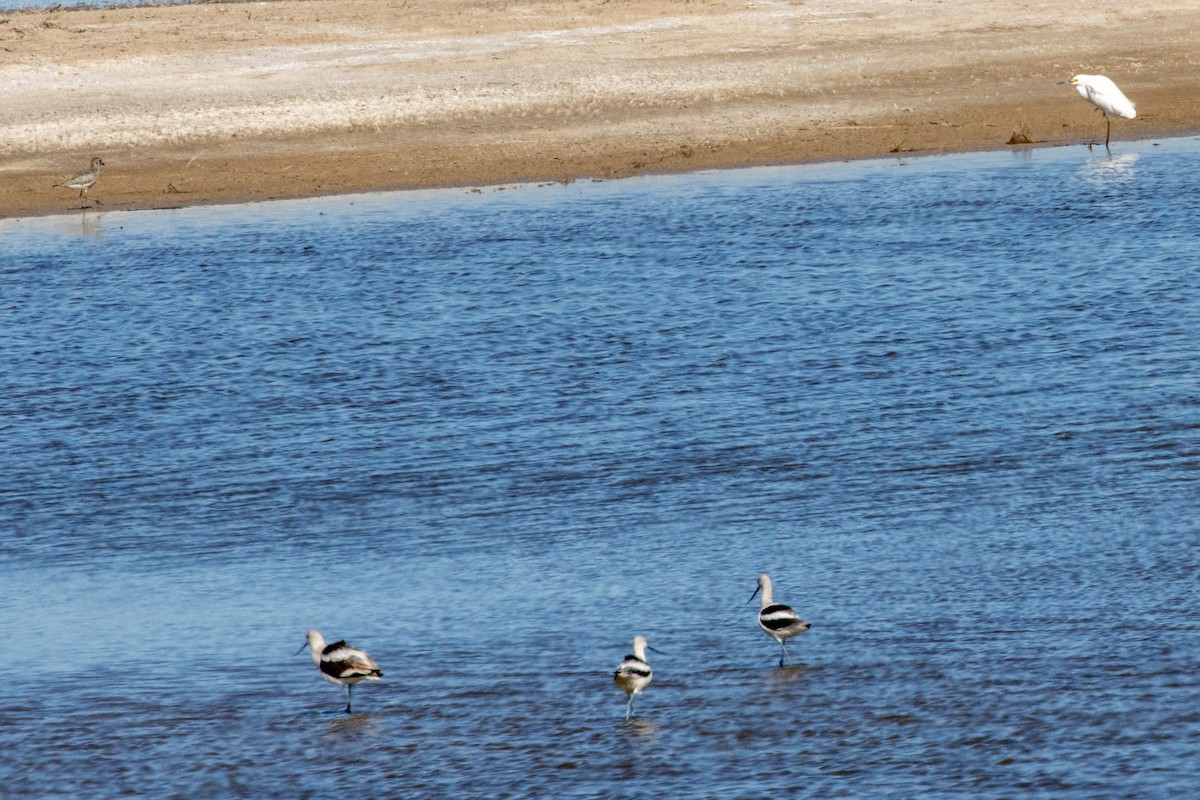 American Golden-Plover - ML644927850