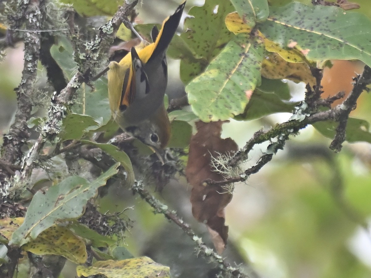 Chestnut-tailed Minla - ML644927851