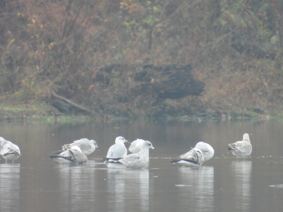 Делавэрская чайка - ML644927854