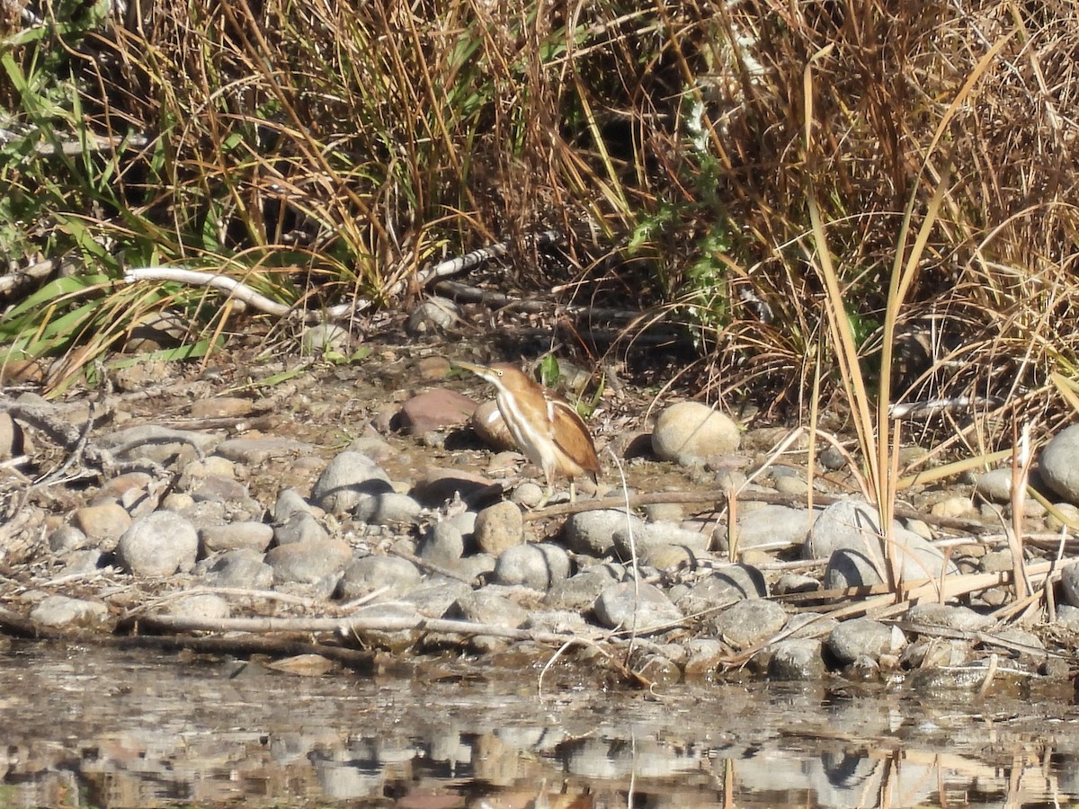 Least Bittern - ML644927855