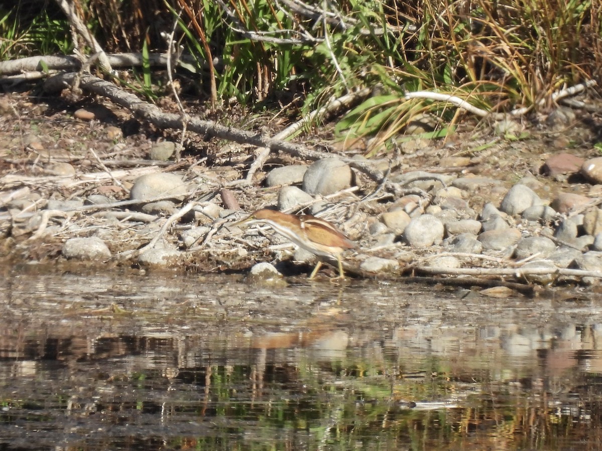 Least Bittern - ML644927856