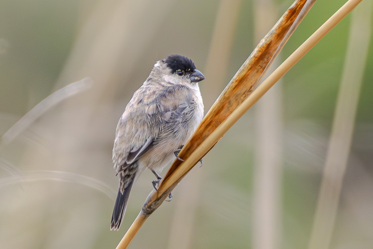 Pearly-bellied Seedeater - ML644927865