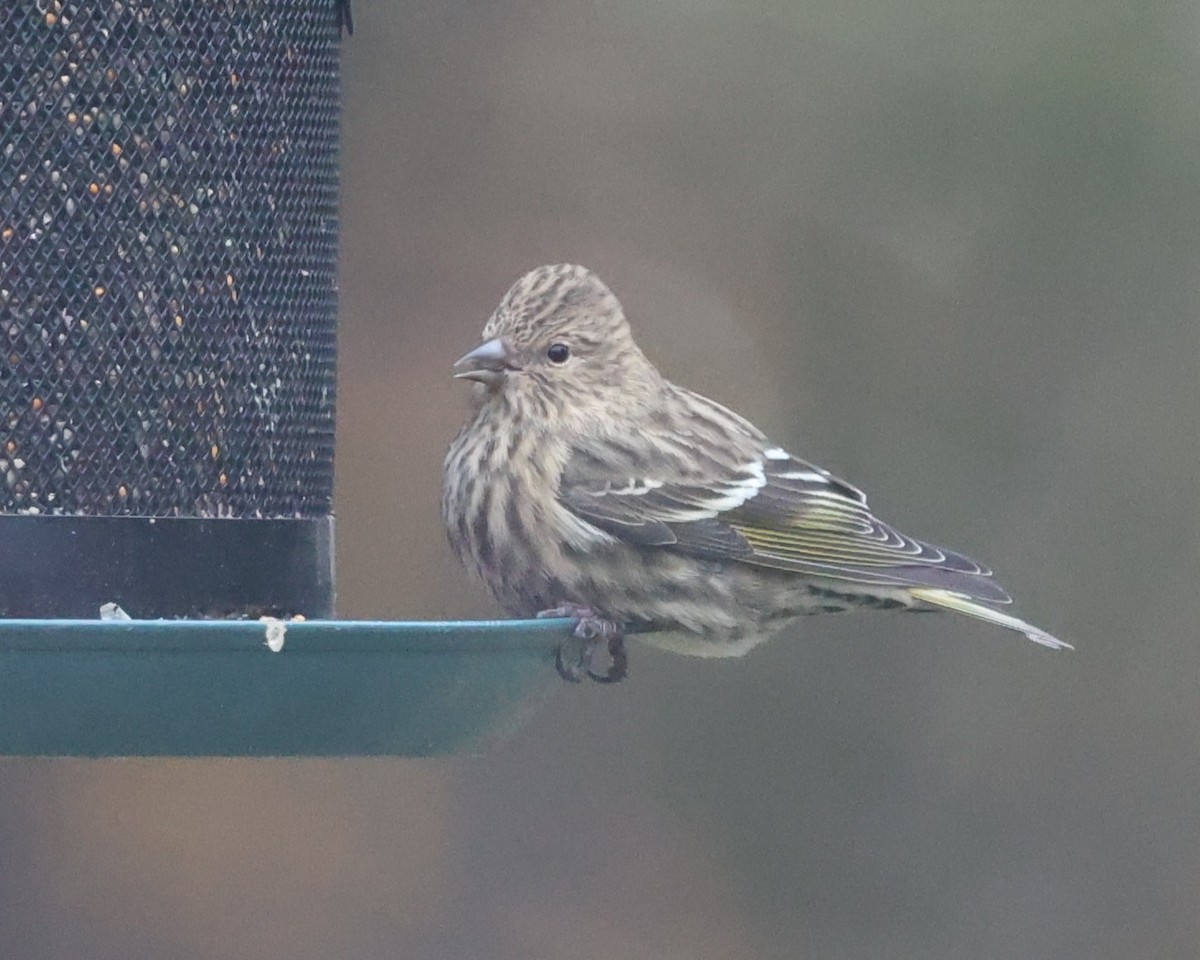Pine Siskin - ML644927869