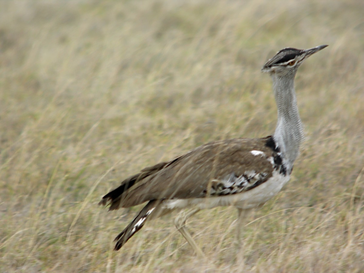 Дрофа-кори - ML644927880