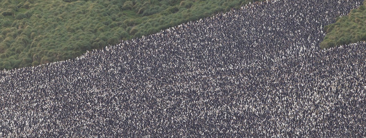 Royal Penguin - ML644927881