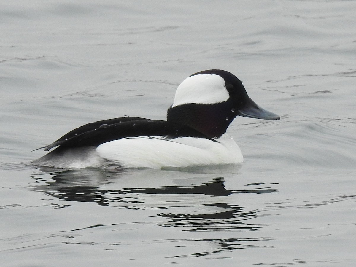 Гоголь-головастик - ML644927887