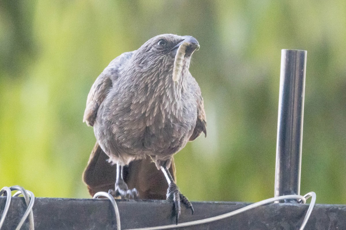 Apostlebird - ML644927888