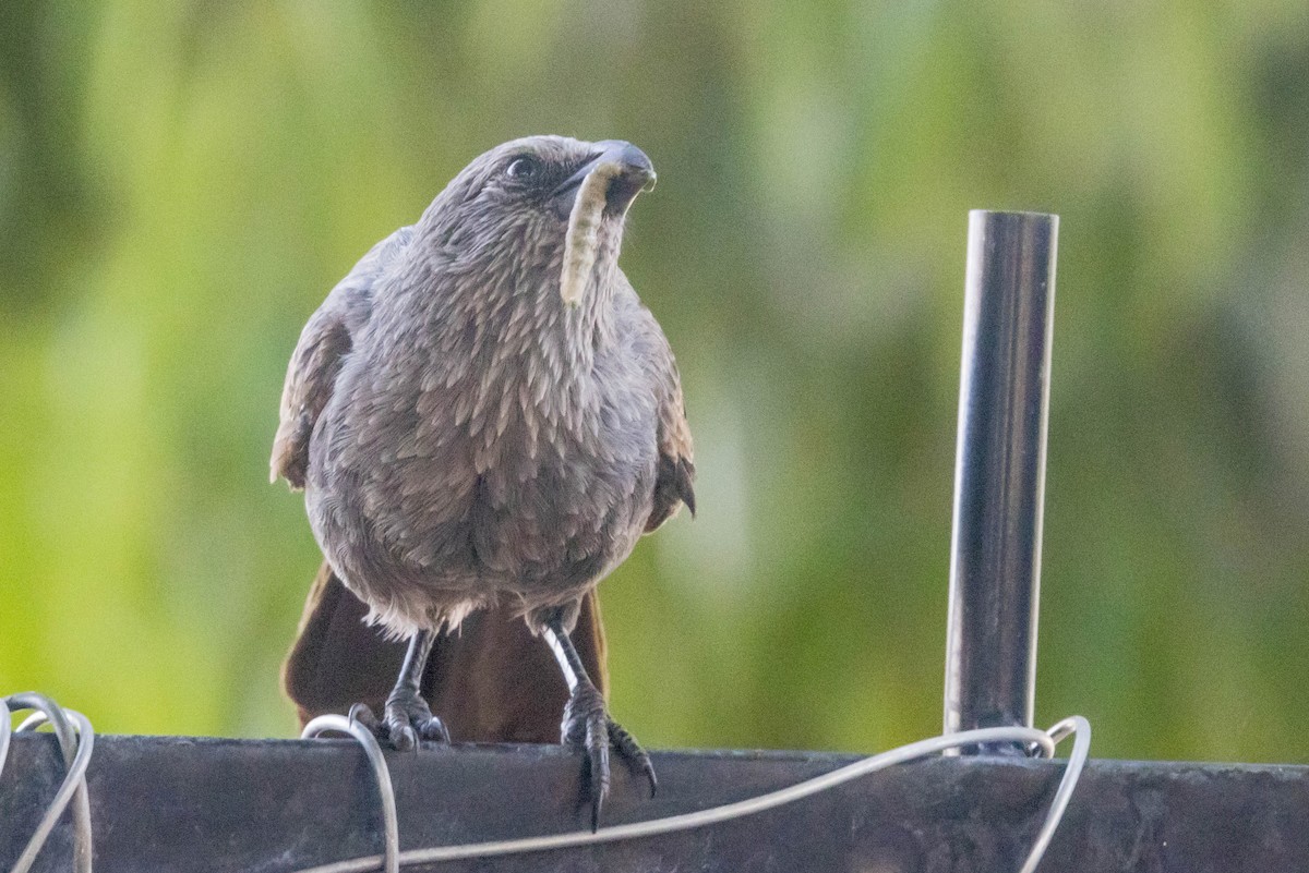 Apostlebird - ML644927889