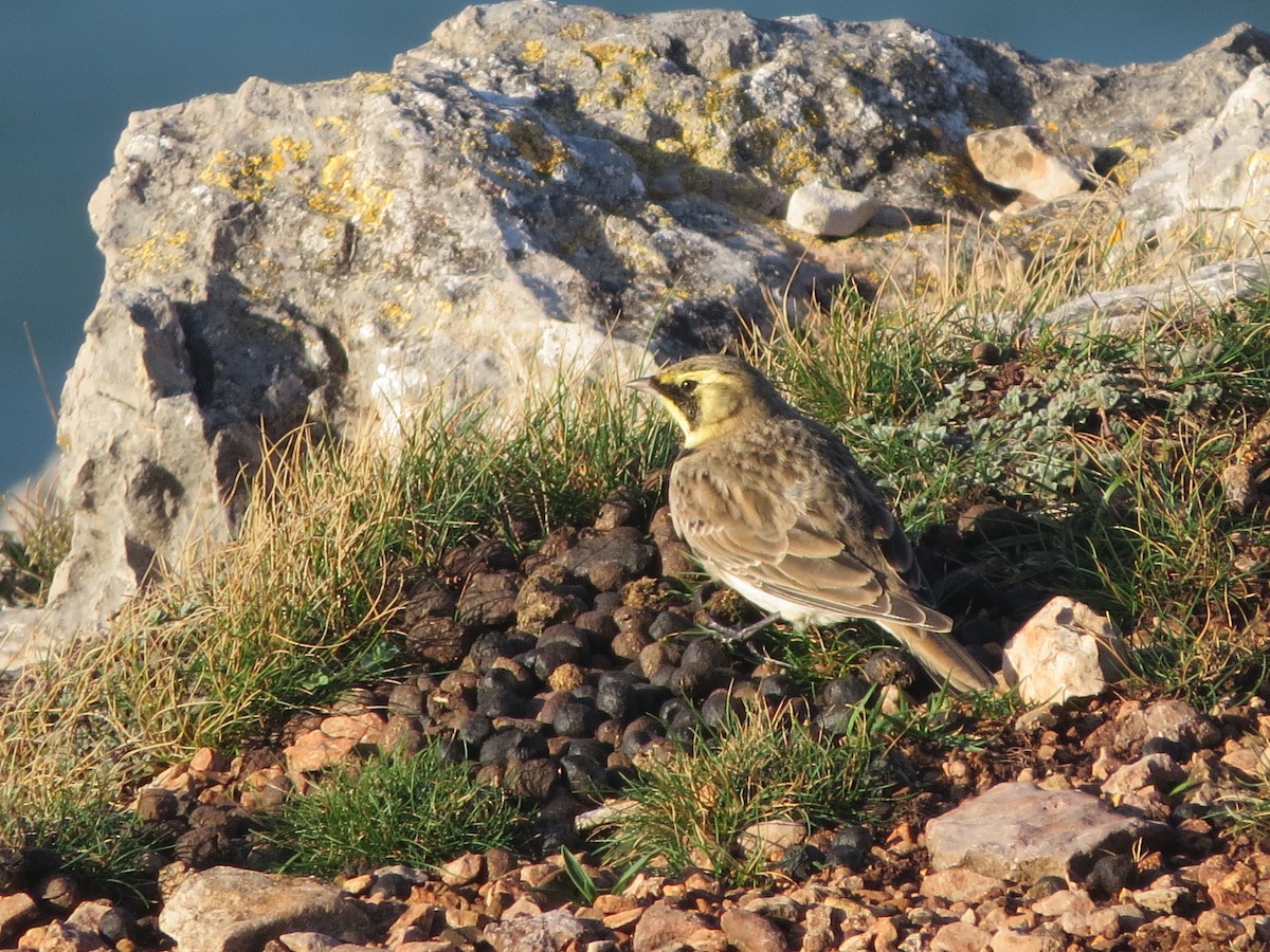 ハマヒバリ - ML644927890