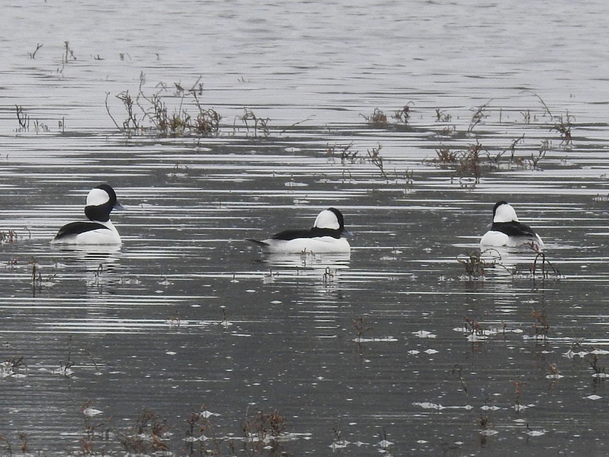 Гоголь-головастик - ML644927900