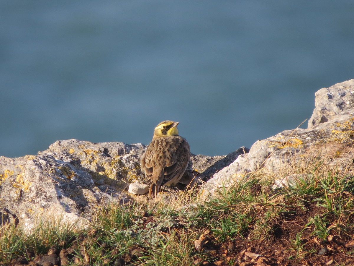 ハマヒバリ - ML644927902