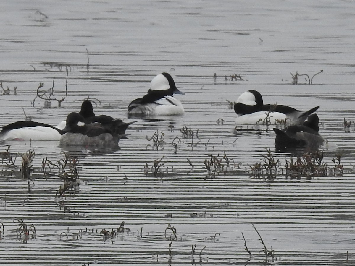 Гоголь-головастик - ML644927910