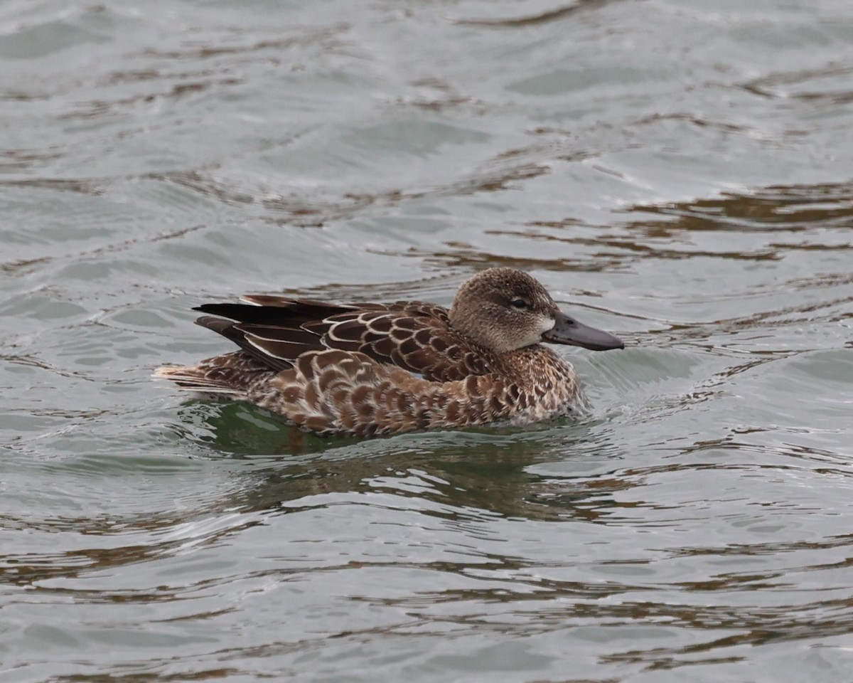 Blue-winged Teal - ML644927915