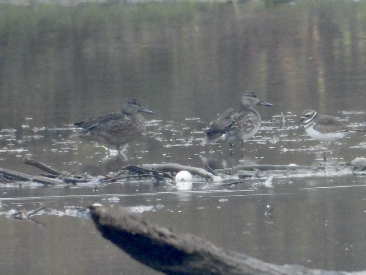 Чирок-свистунок - ML644927922