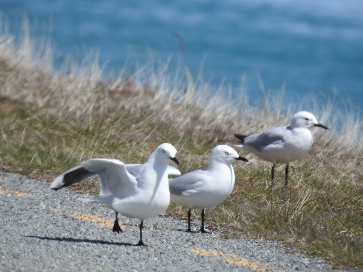 maorimåke - ML644927936