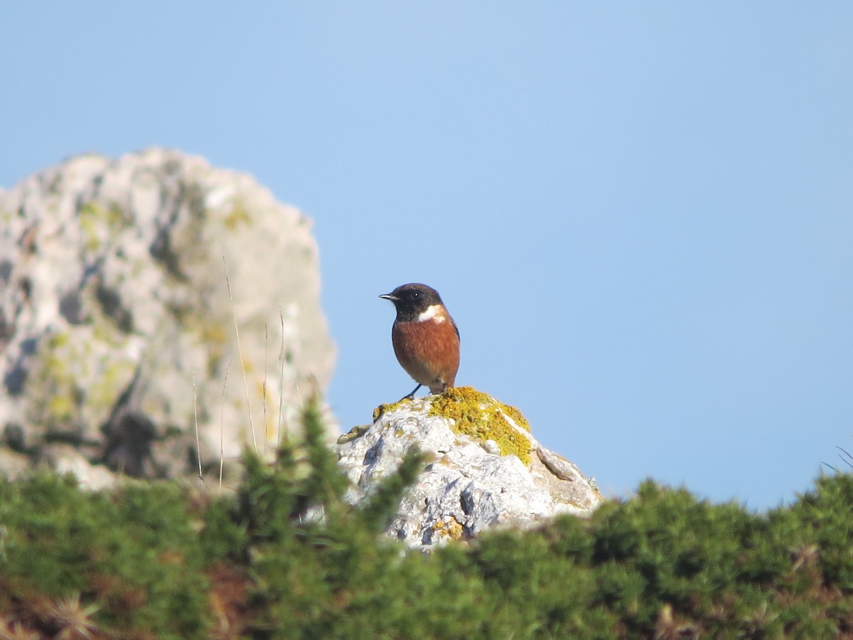 ヨーロッパノビタキ - ML644927953