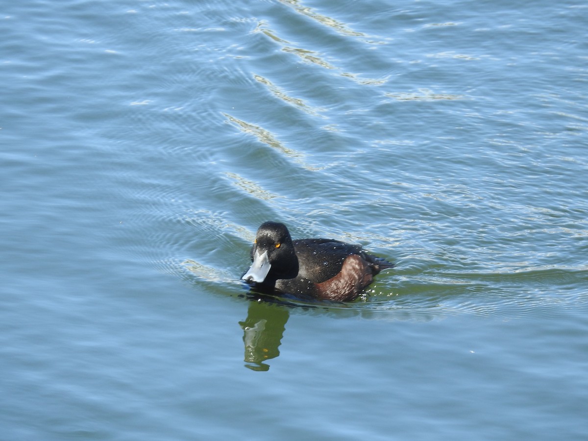 maoridykkand - ML644927955