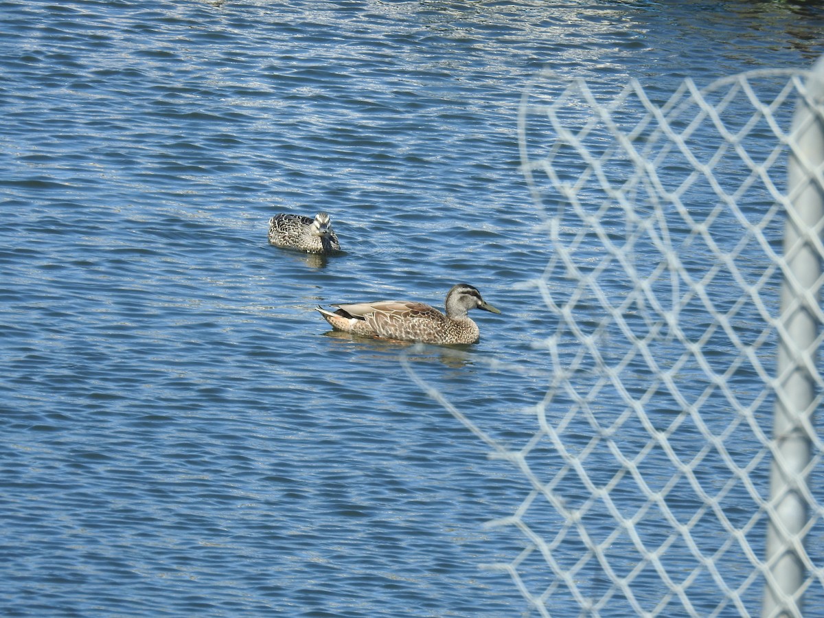 stripeand x stokkand (hybrid) - ML644927964