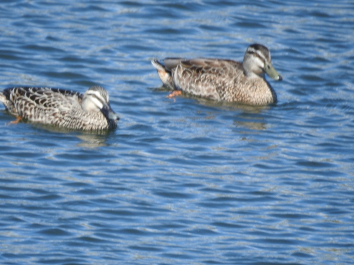 stripeand x stokkand (hybrid) - ML644927982