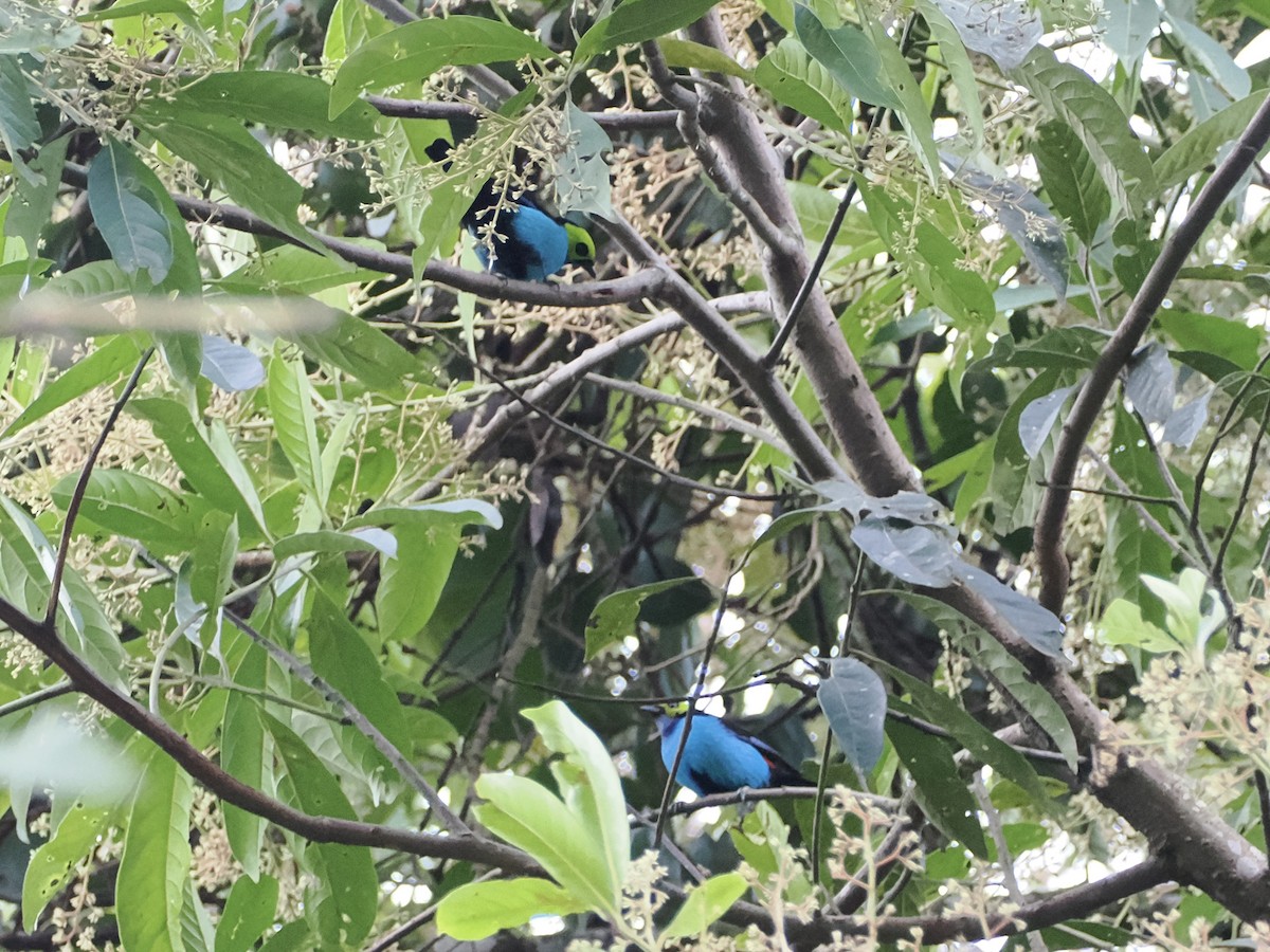 Paradise Tanager - ML644928016