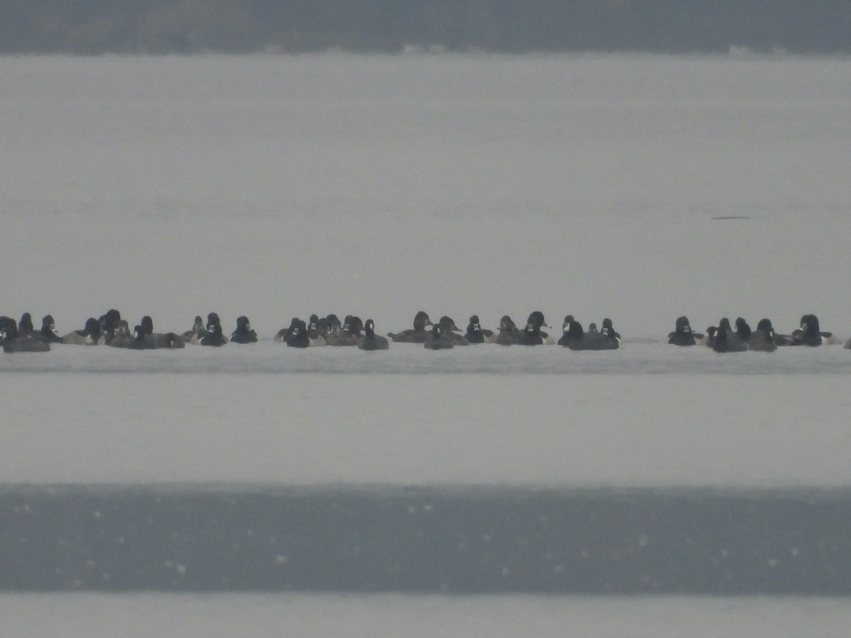 Кольчатая чернеть - ML644928034