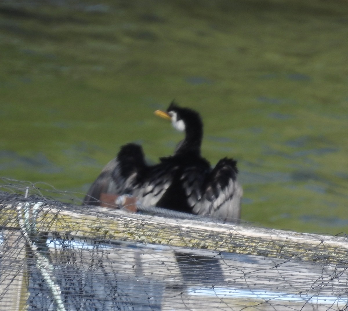 storskarv - ML644928036