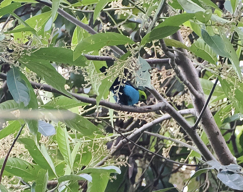 Paradise Tanager - ML644928041