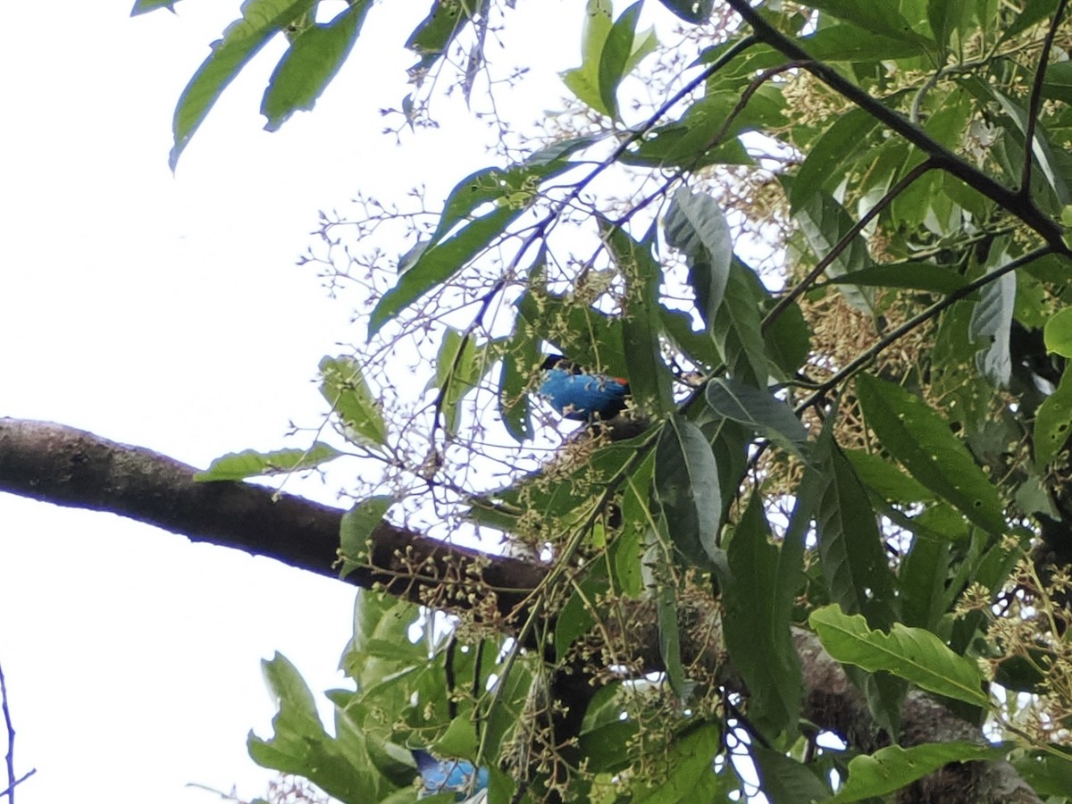 Paradise Tanager - ML644928055