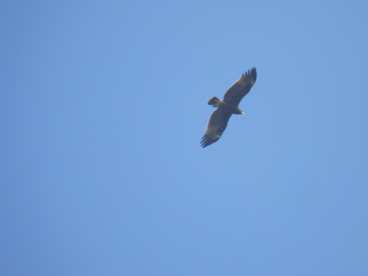 Greater Spotted Eagle - ML644928057