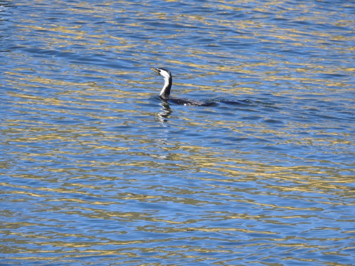 kortnebbskarv - ML644928058