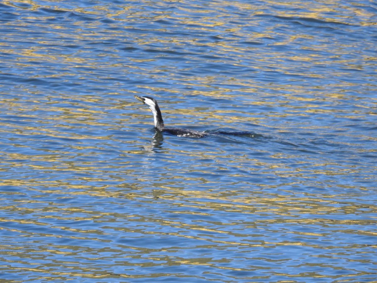 kortnebbskarv - ML644928061