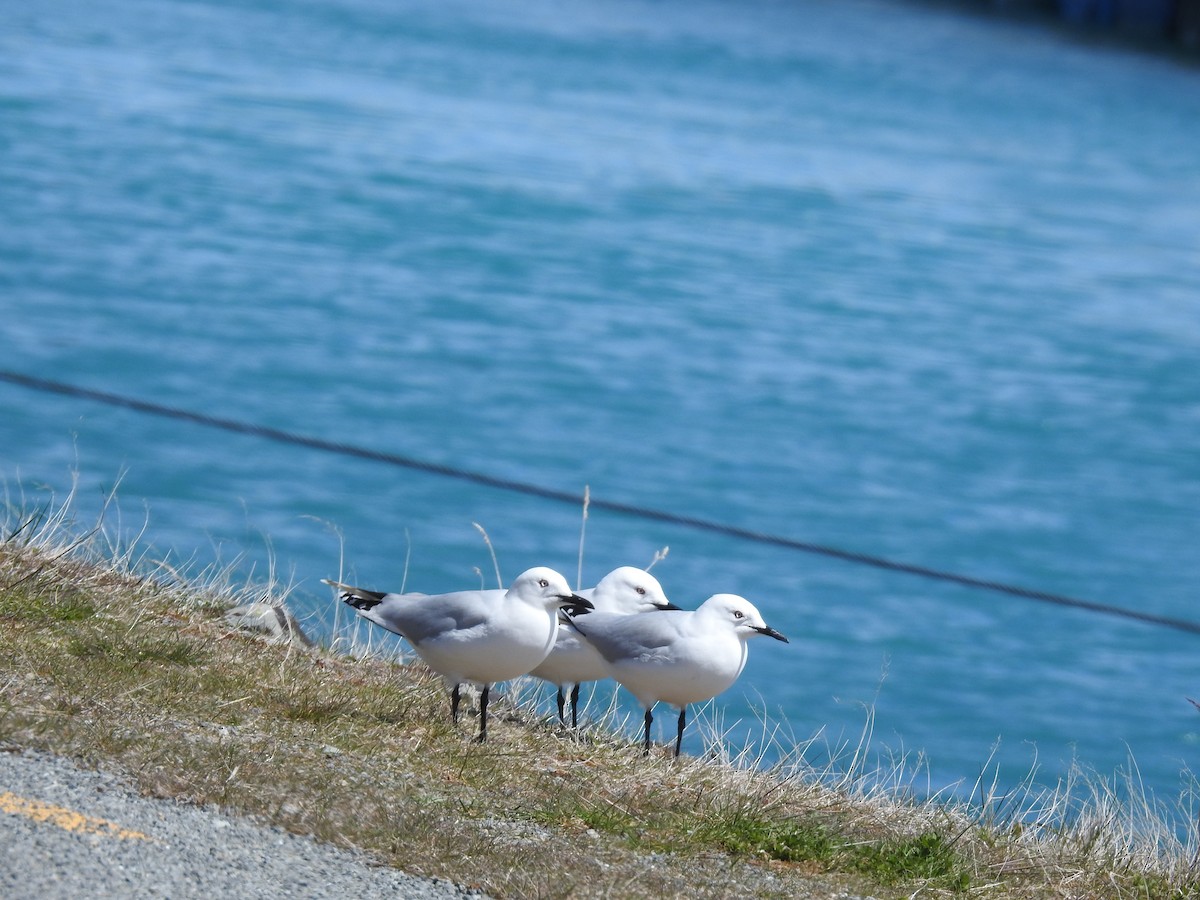 maorimåke - ML644928070