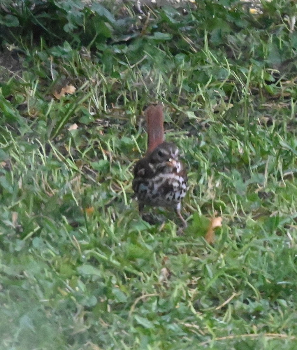 Fox Sparrow - ML644928071