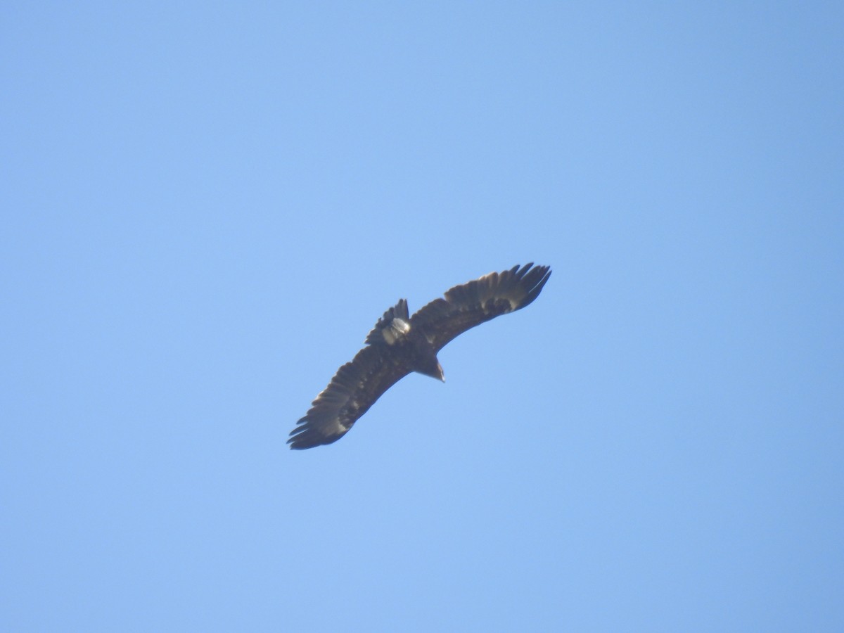 Greater Spotted Eagle - ML644928085