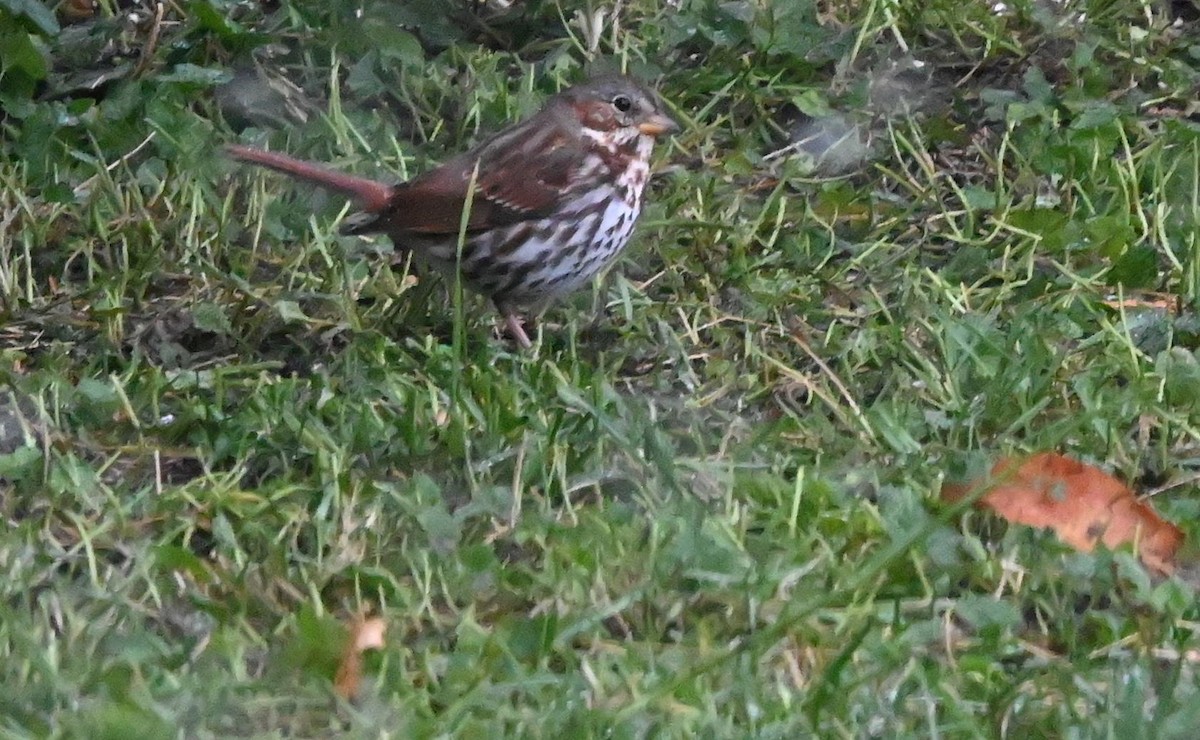 Fox Sparrow - ML644928088