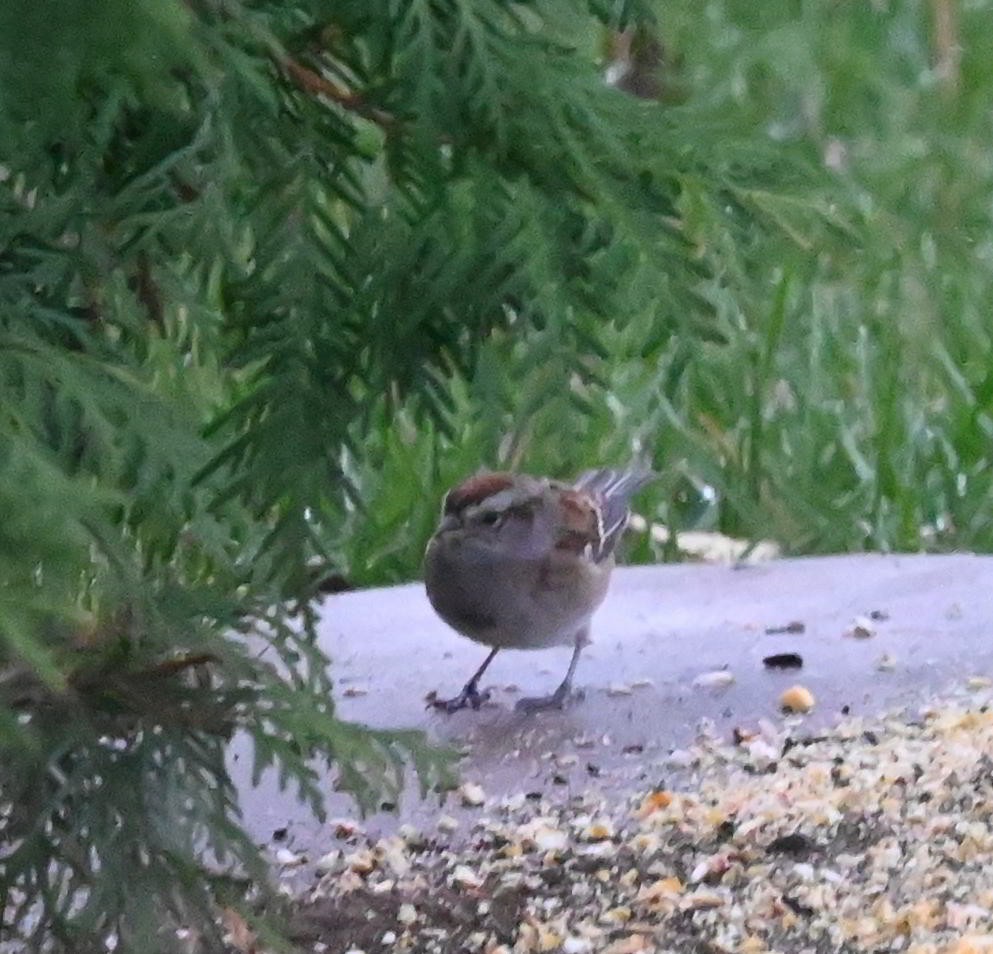 American Tree Sparrow - ML644928094