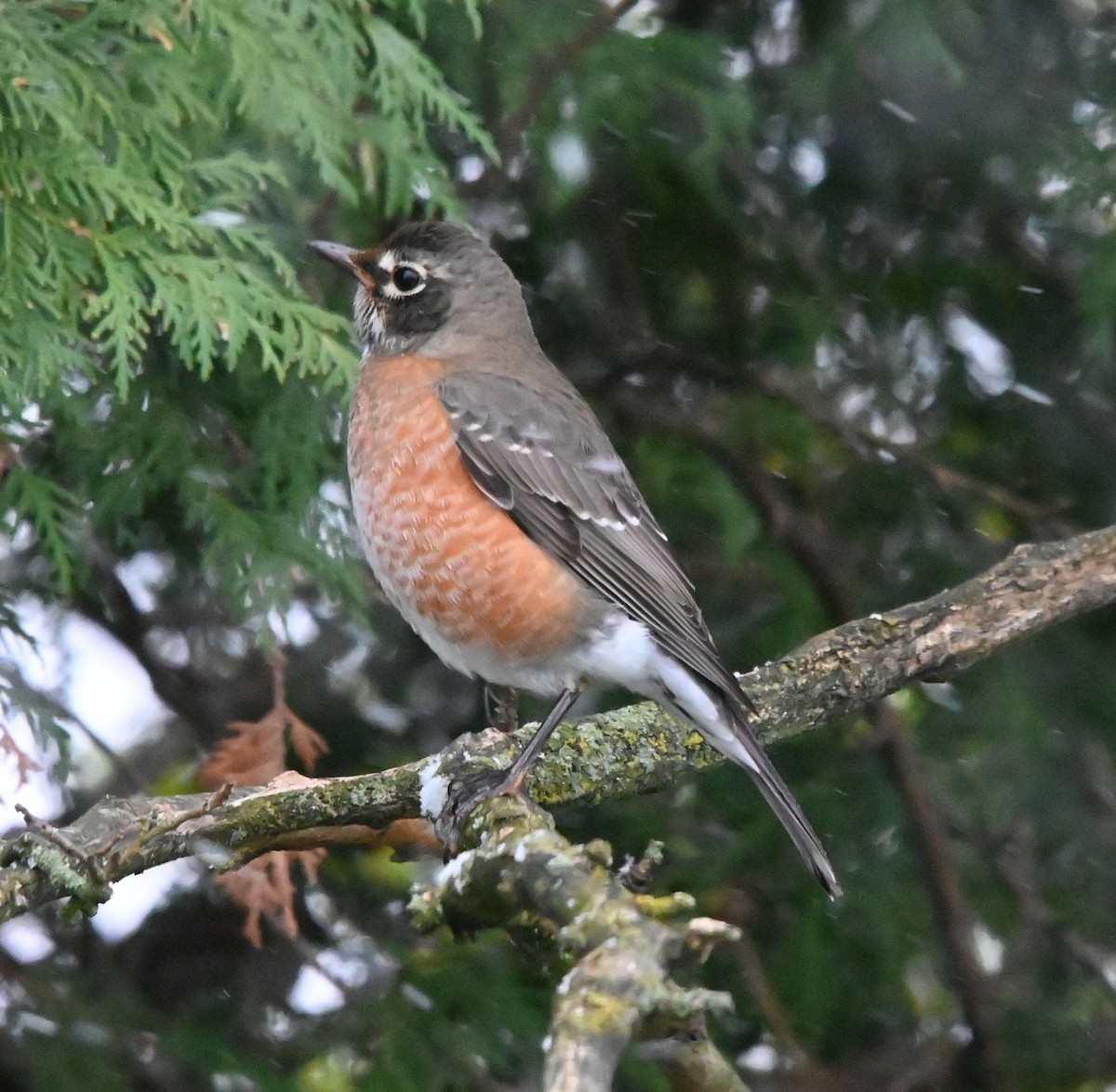 American Robin - ML644928098
