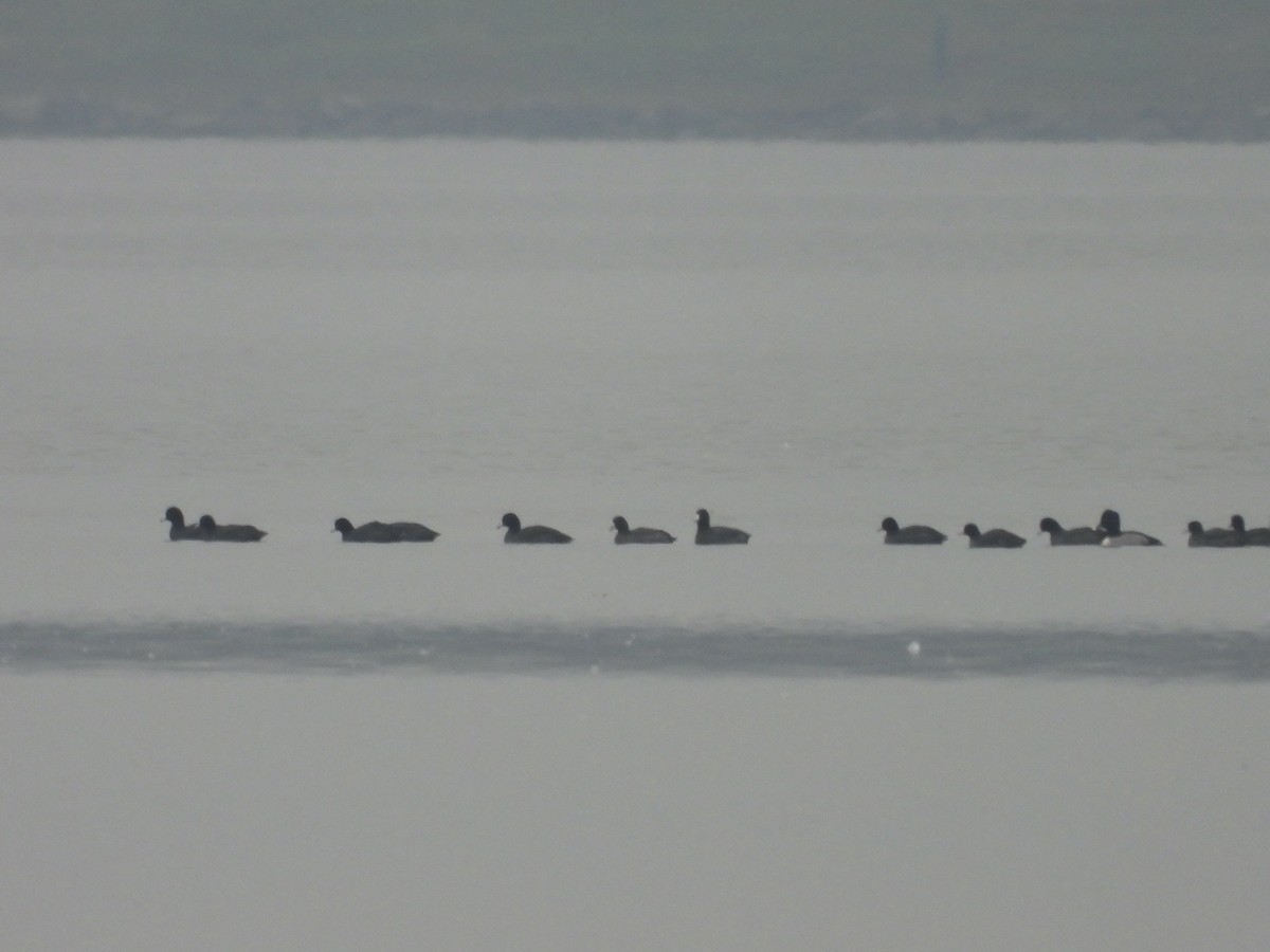 Американская лысуха - ML644928100