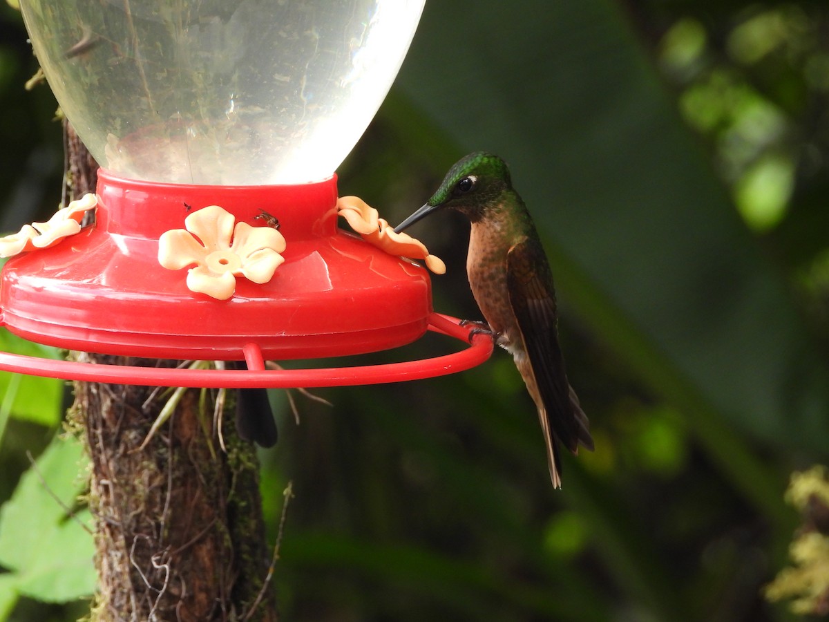 Fawn-breasted Brilliant - ML644928101