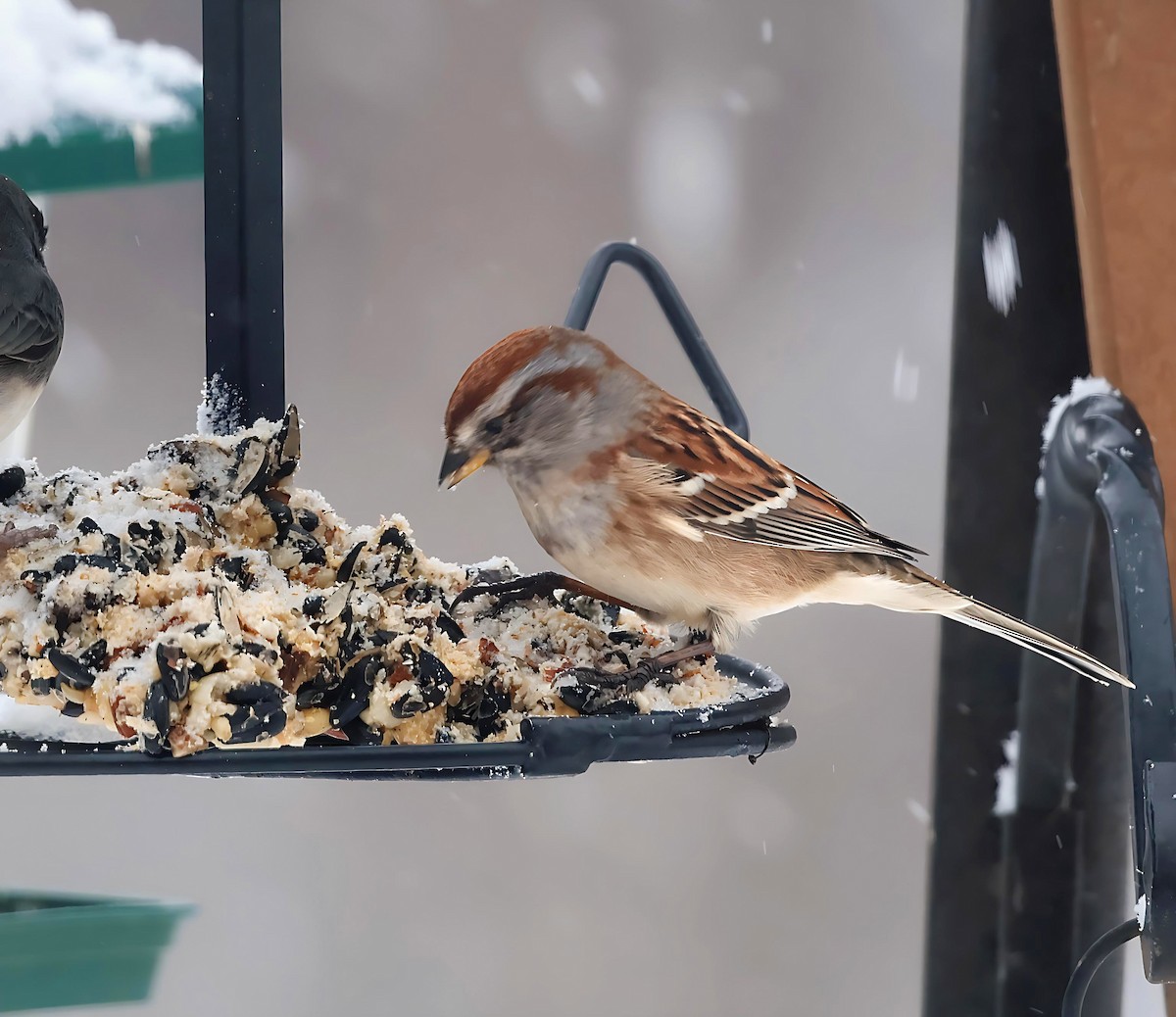 American Tree Sparrow - ML644928113