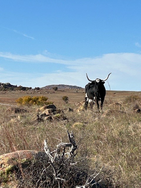 Animals - ML644928115