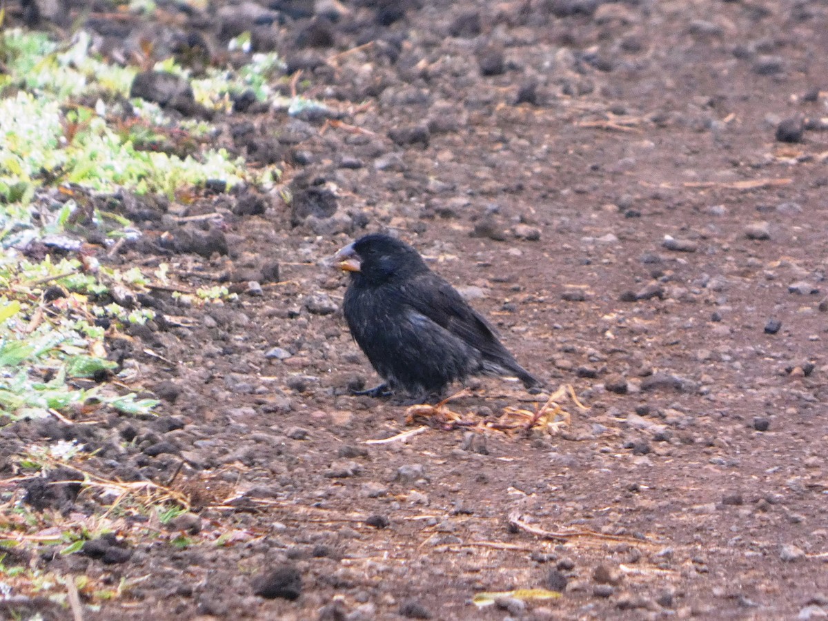 Large Ground-Finch - ML644928120