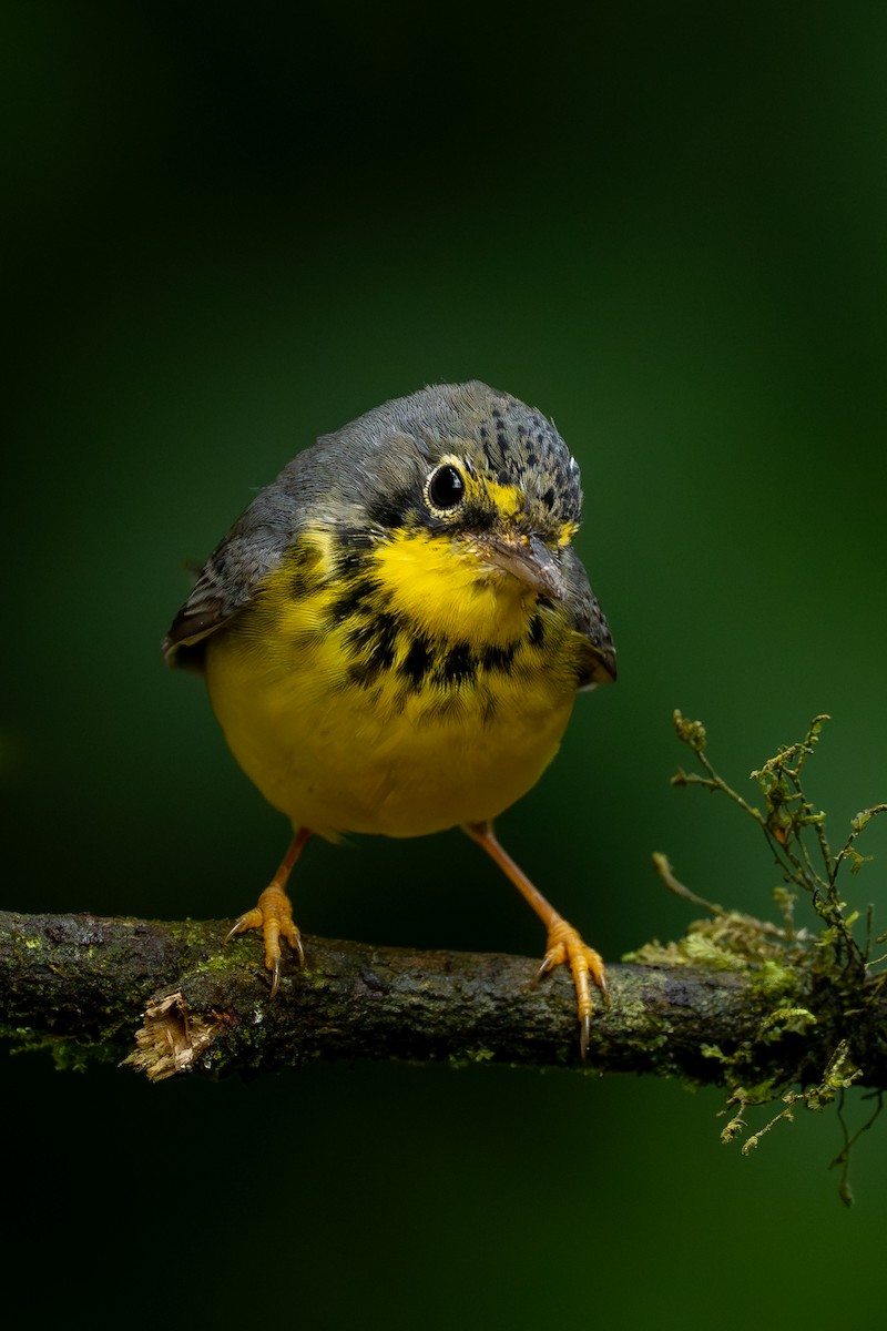 Reinita Canadiense - ML644928121