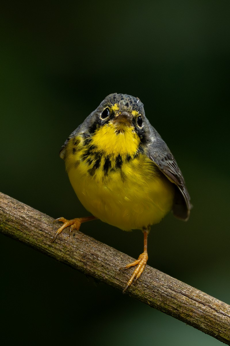 Reinita Canadiense - ML644928122