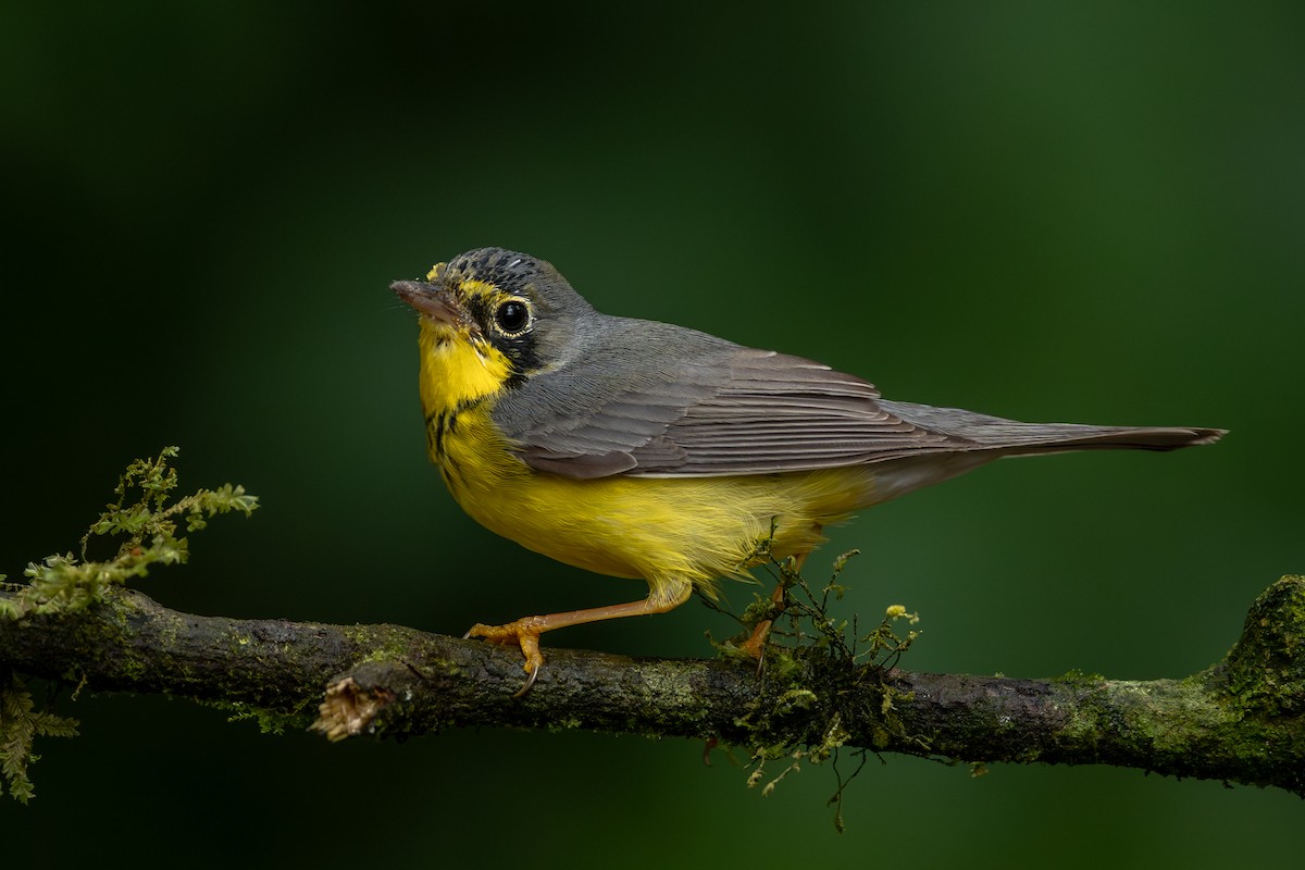 Reinita Canadiense - ML644928123