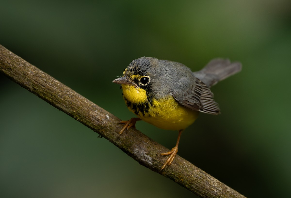 Reinita Canadiense - ML644928124