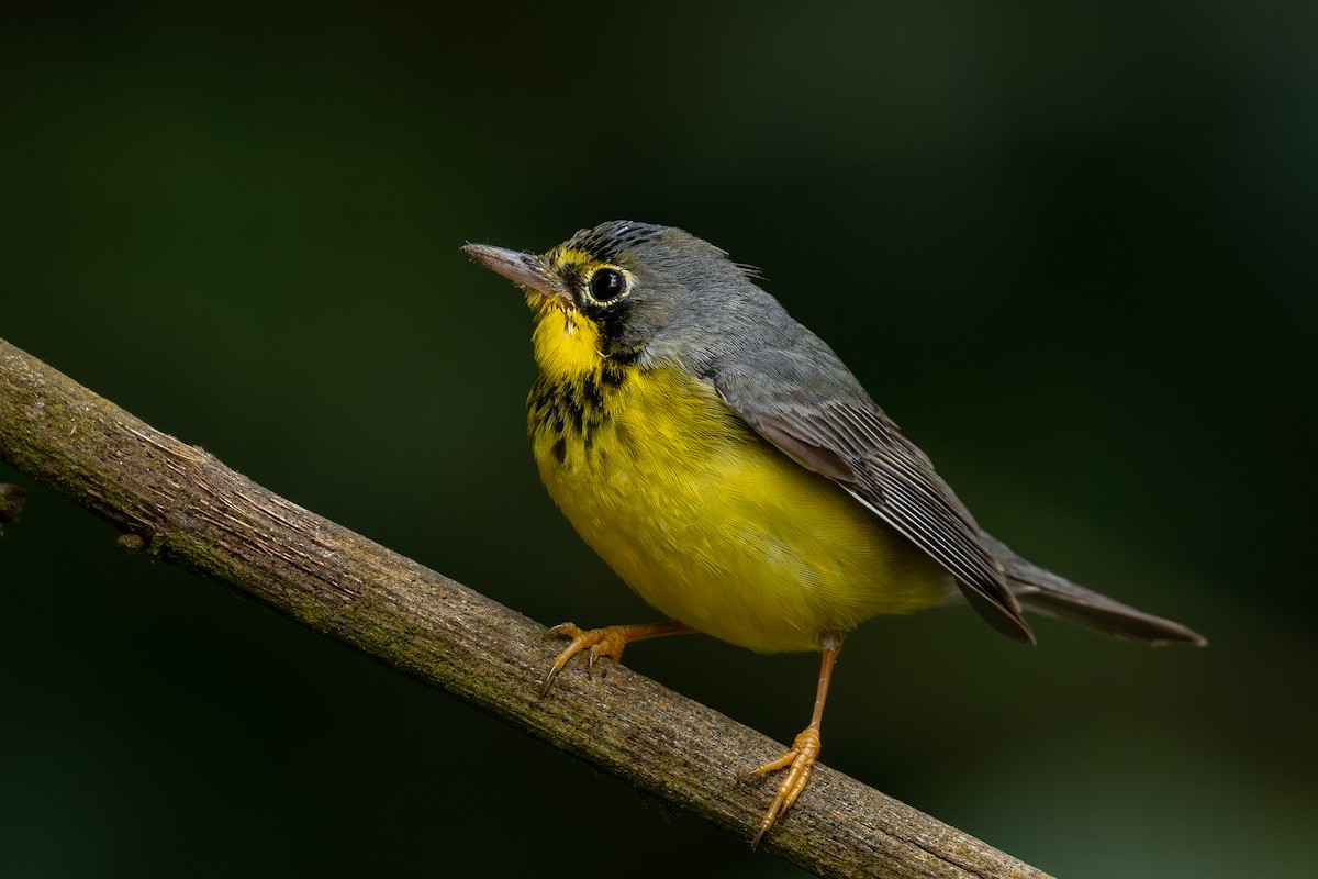 Reinita Canadiense - ML644928125