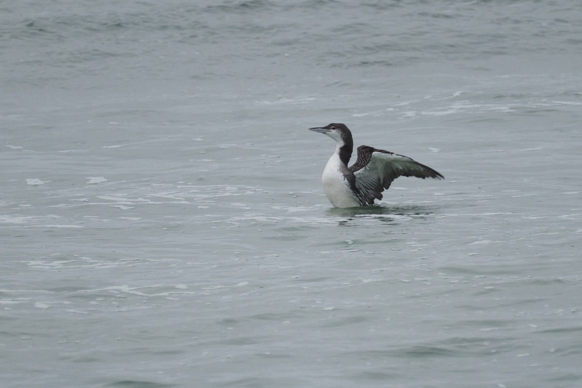 Common Loon - ML644928128