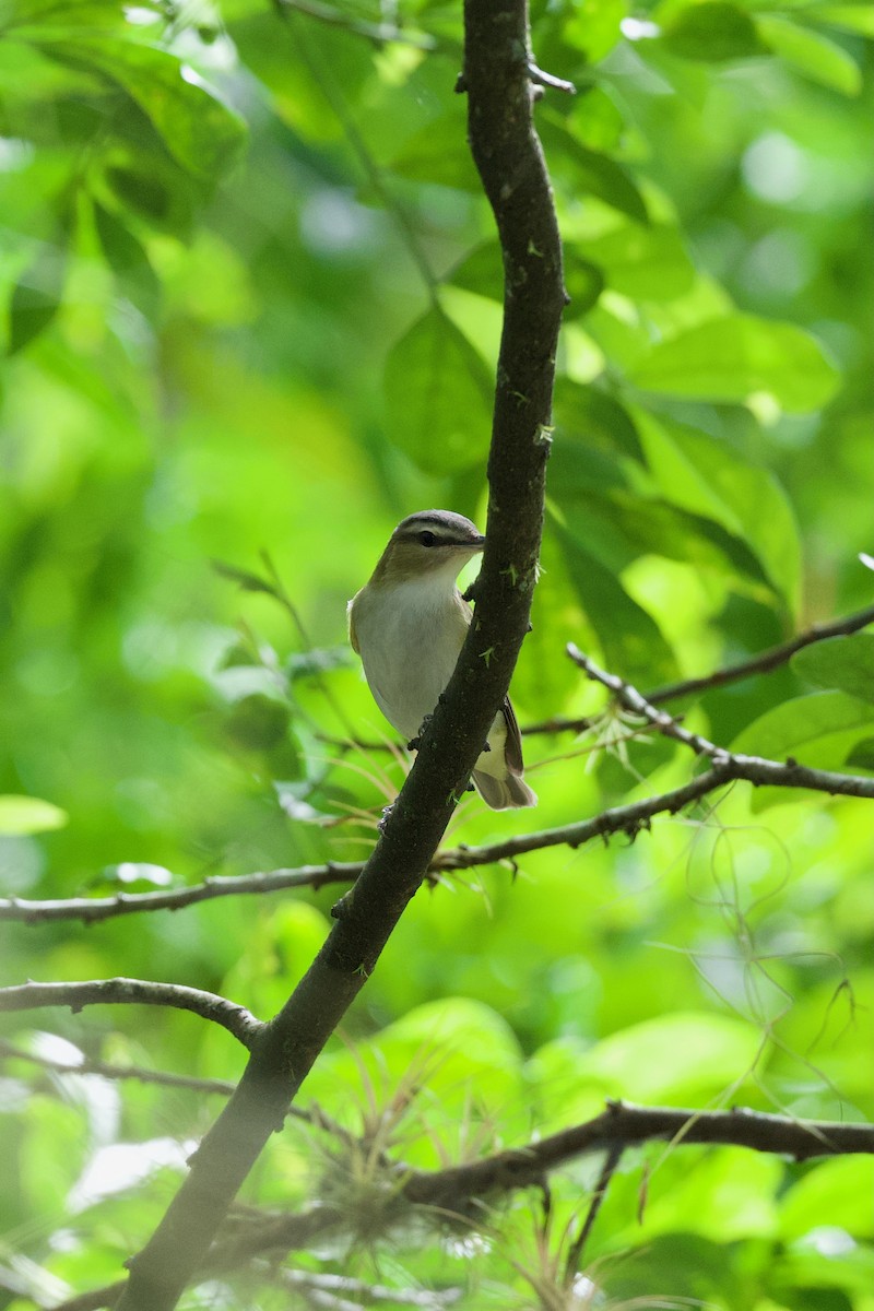 アカメモズモドキ - ML644928129