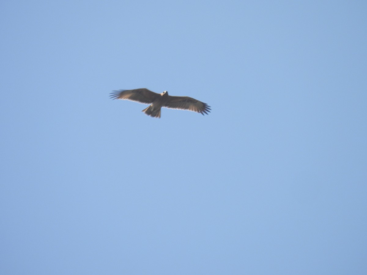 Bonelli's Eagle - ML644928130